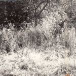 Scan10095